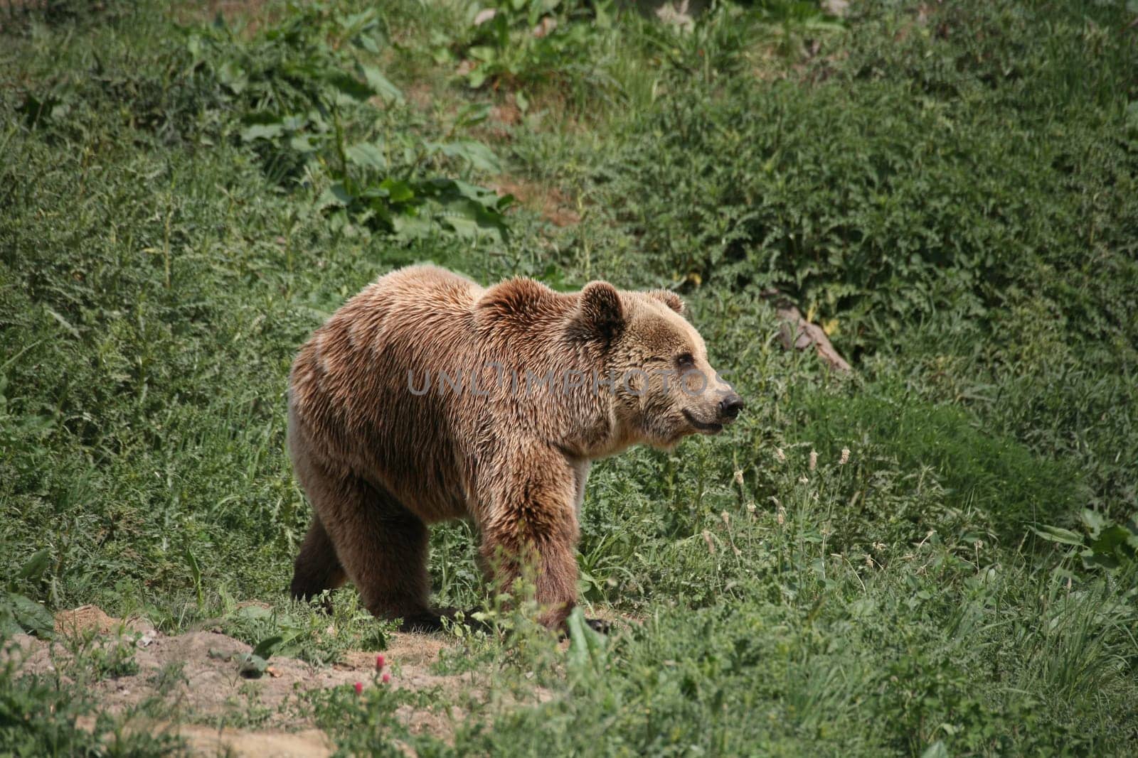 Kodiak bear