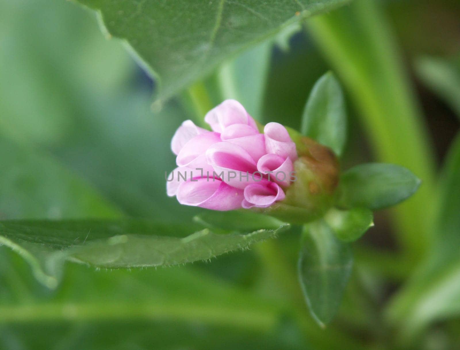 Delicate shoot