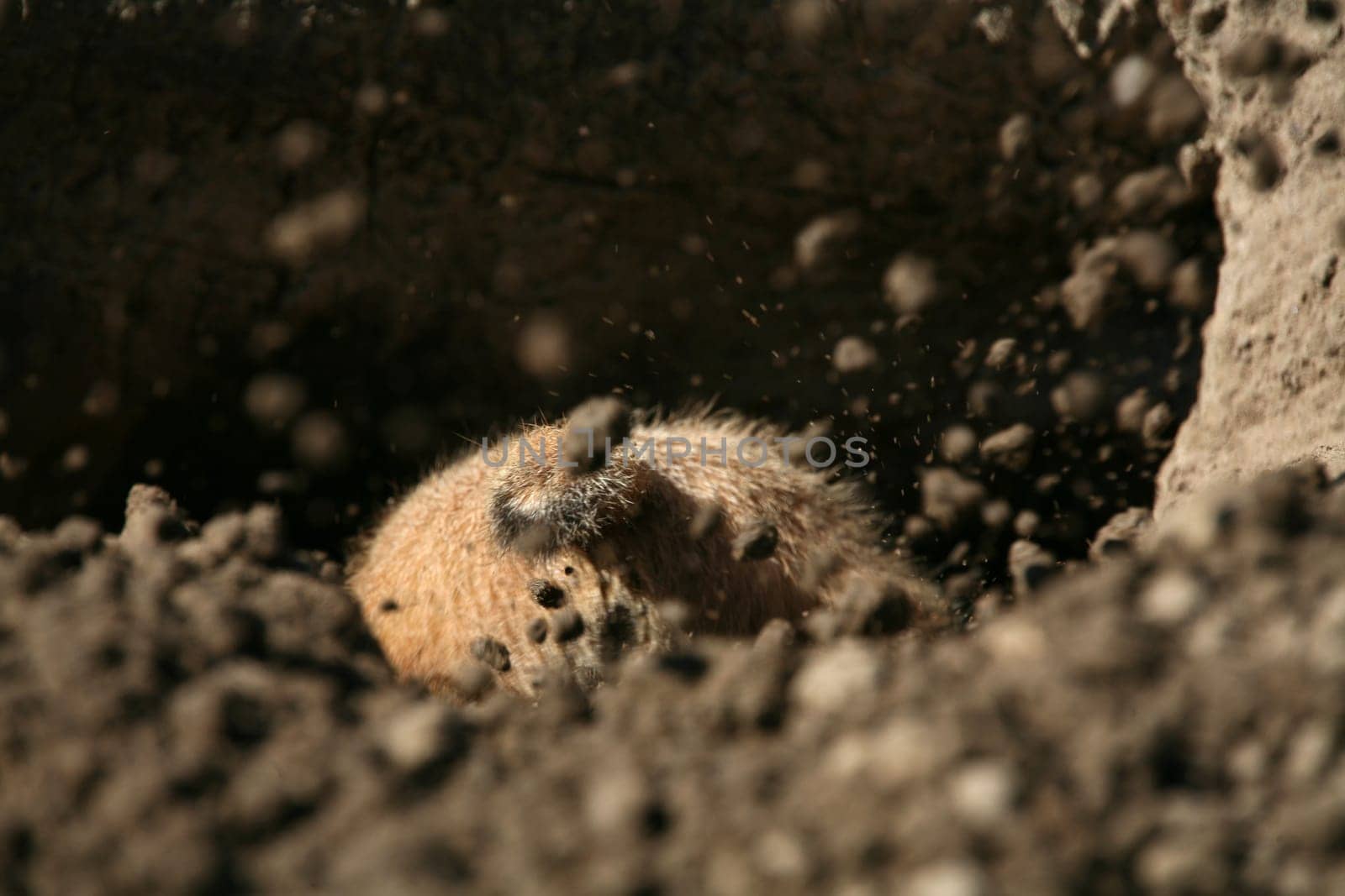 Prairie dog digging