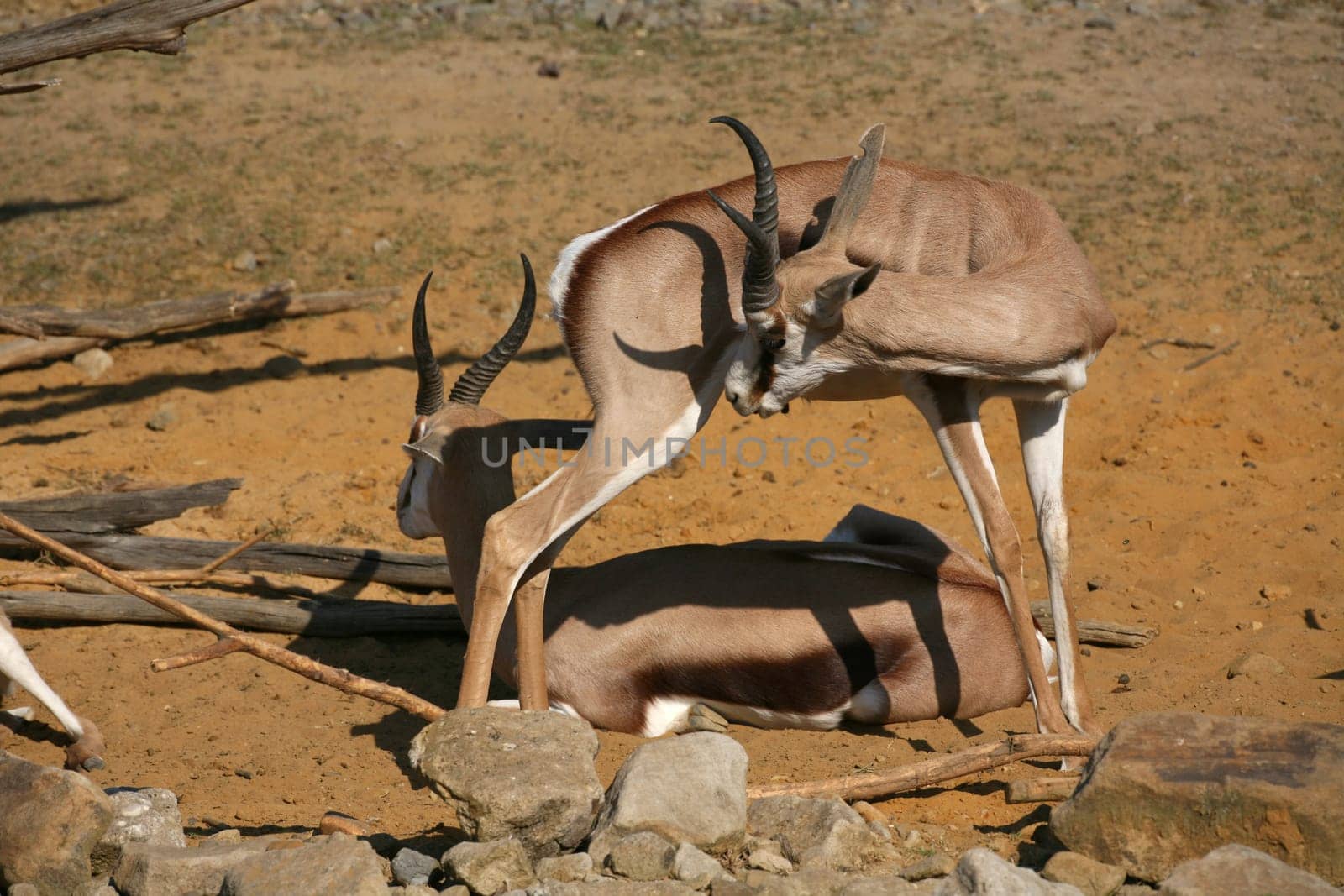 Springbok