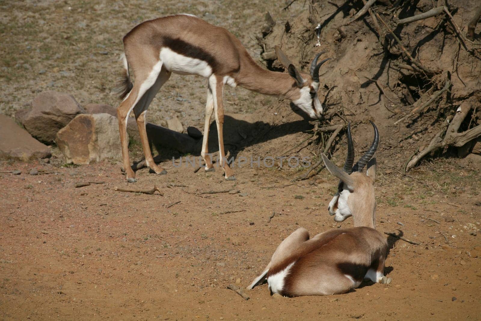 Springbok