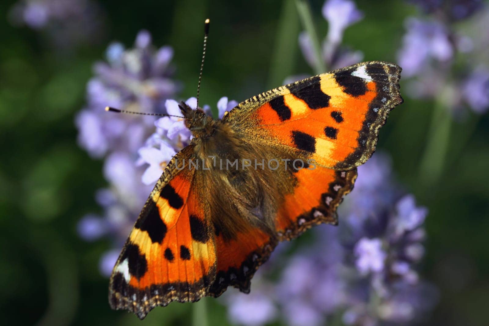 little fox on lavender