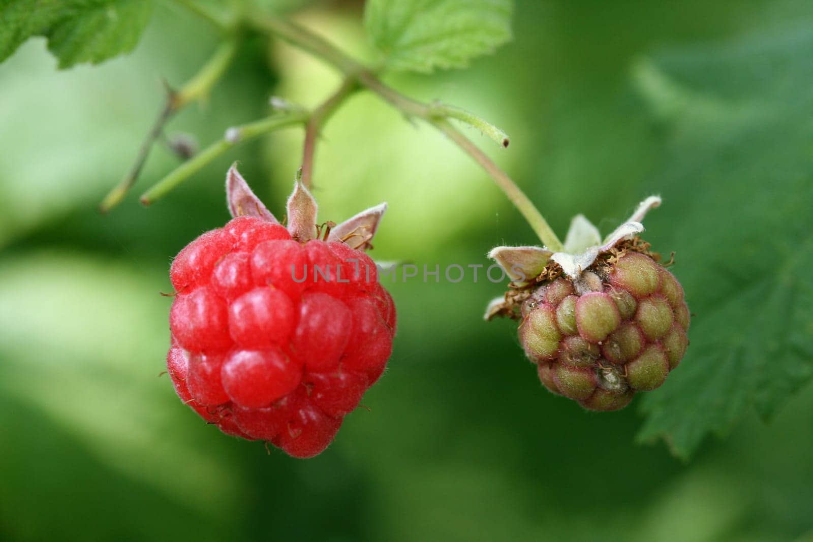 Raspberry