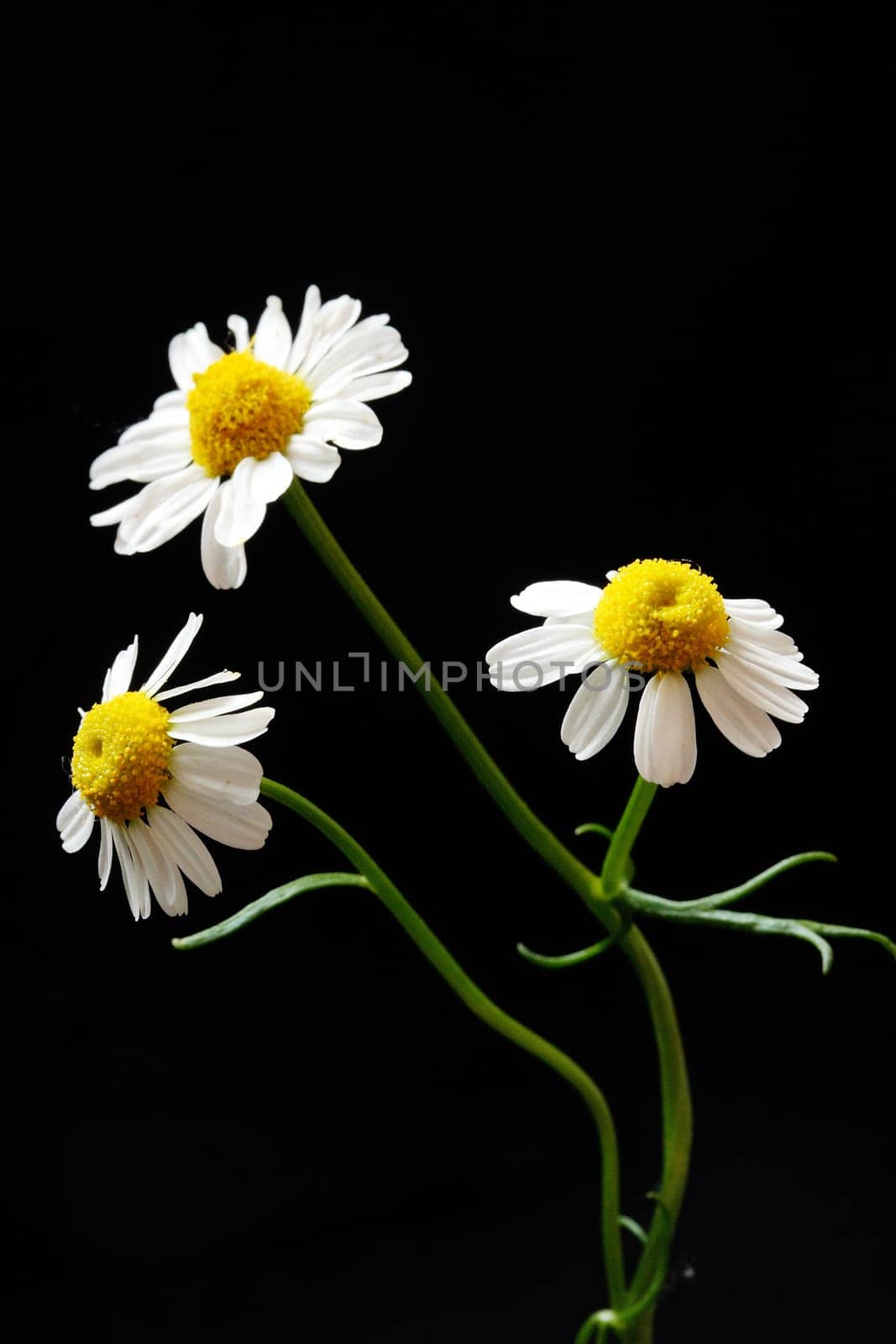 real chamomile