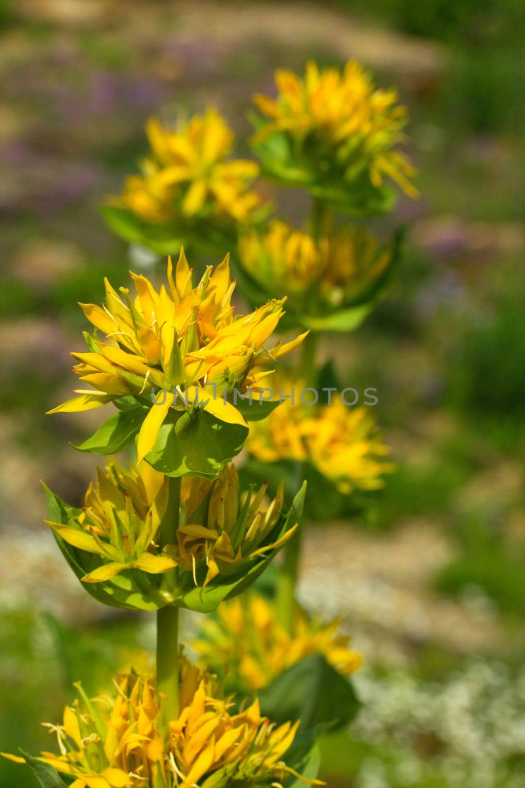 yellow gentian