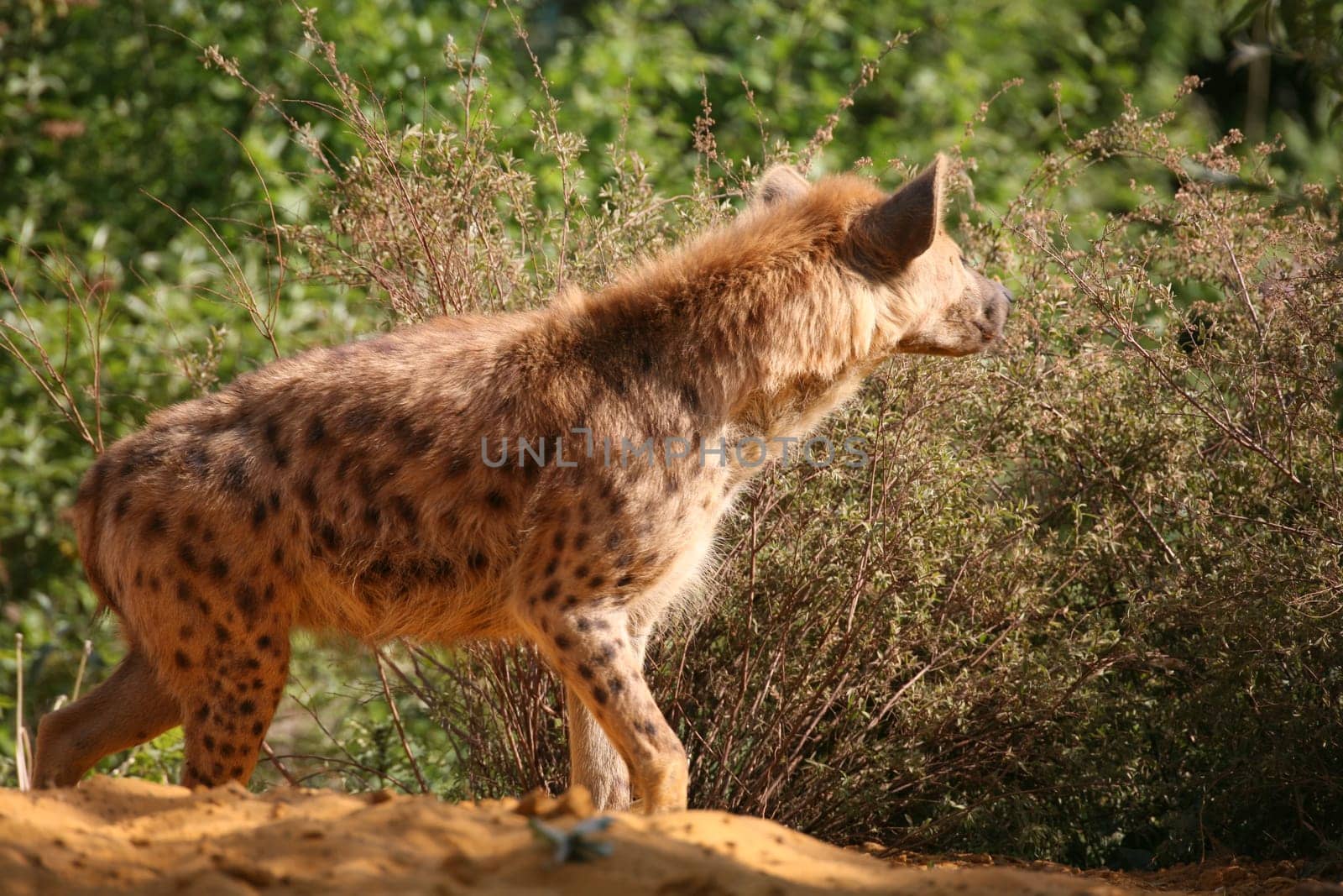 Spotted hyena