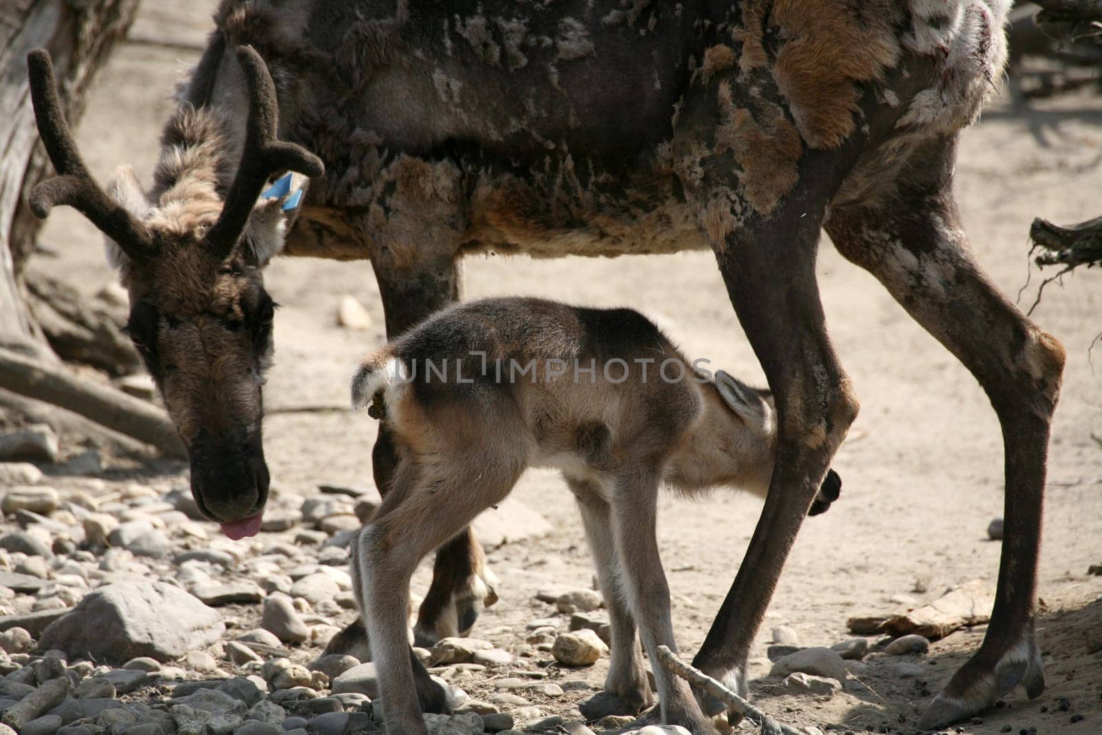 Reindeer
