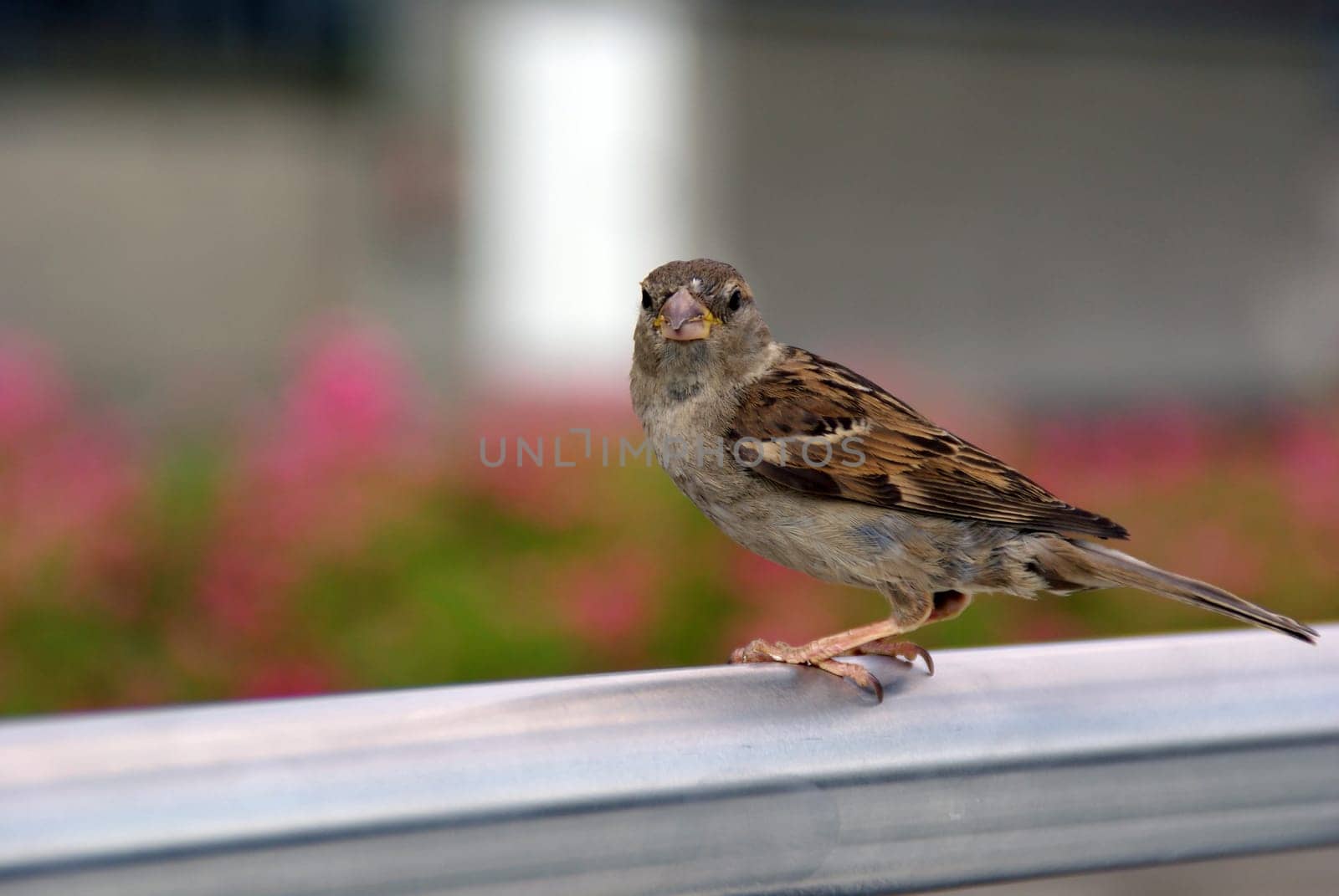 A sparrow up close