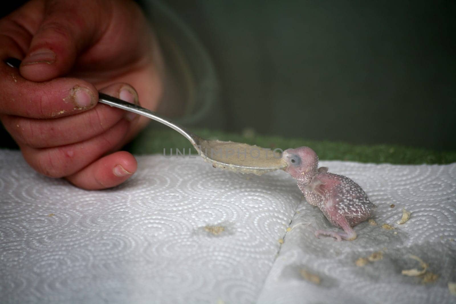 Budgie chicks in feeding