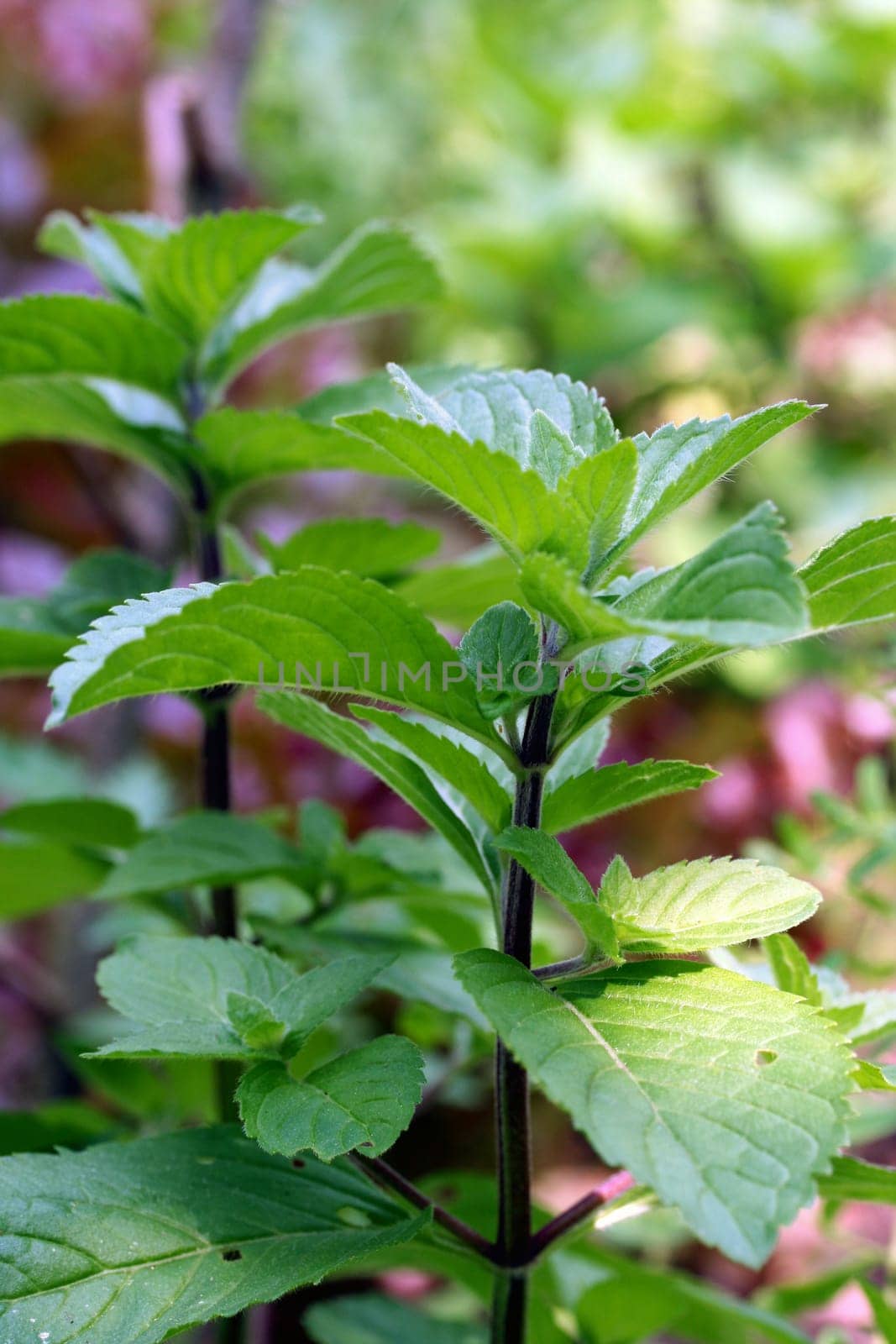 Peppermint
