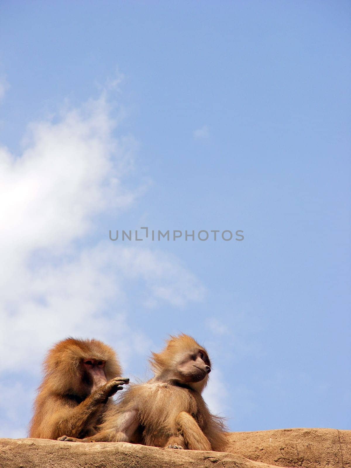 The monkey is listening to me