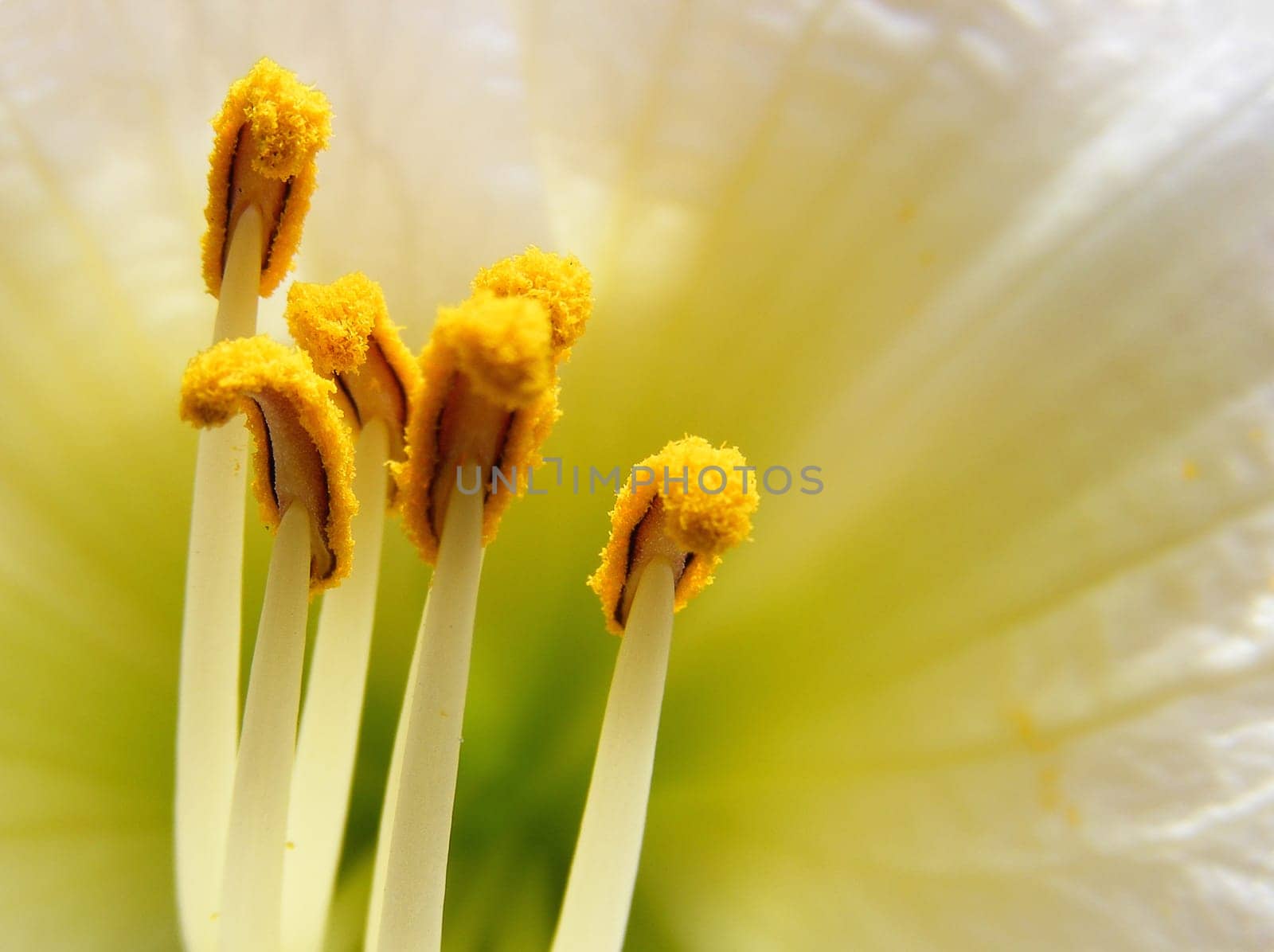 Pistils