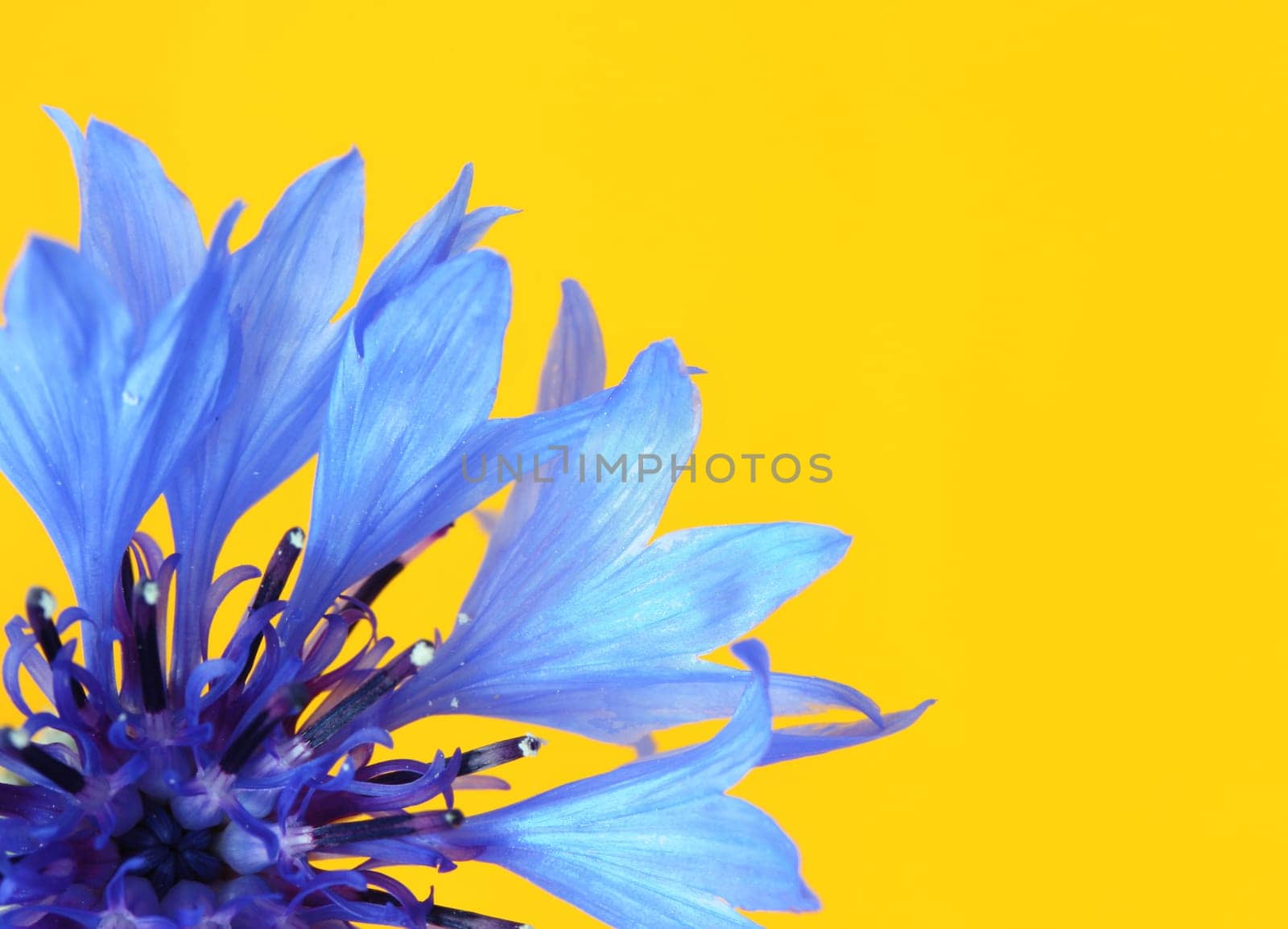 Cornflower