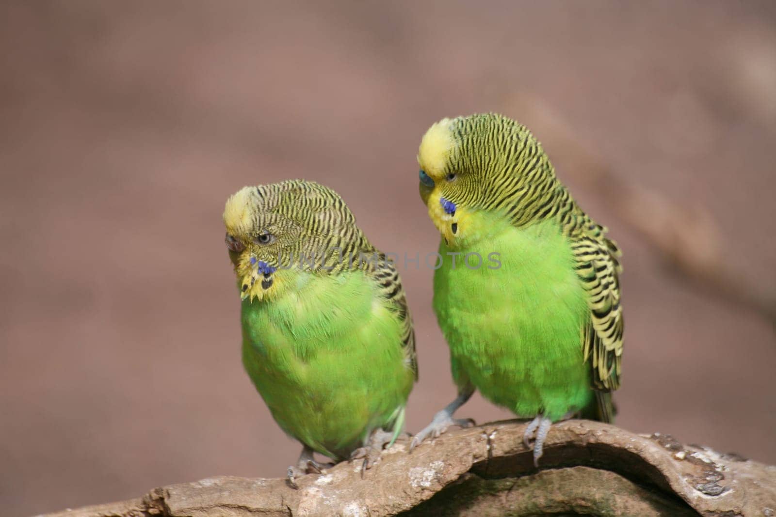 In a large aviary