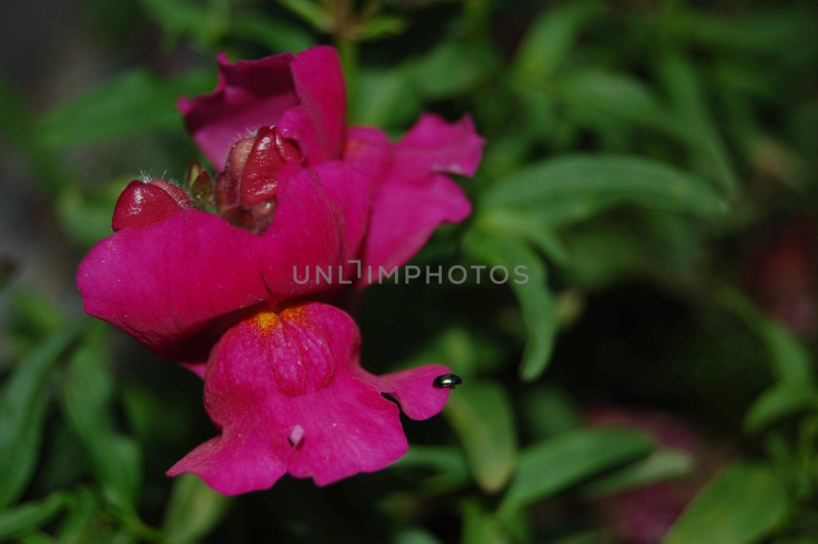 Snapdragon - Antirrhiunum majus