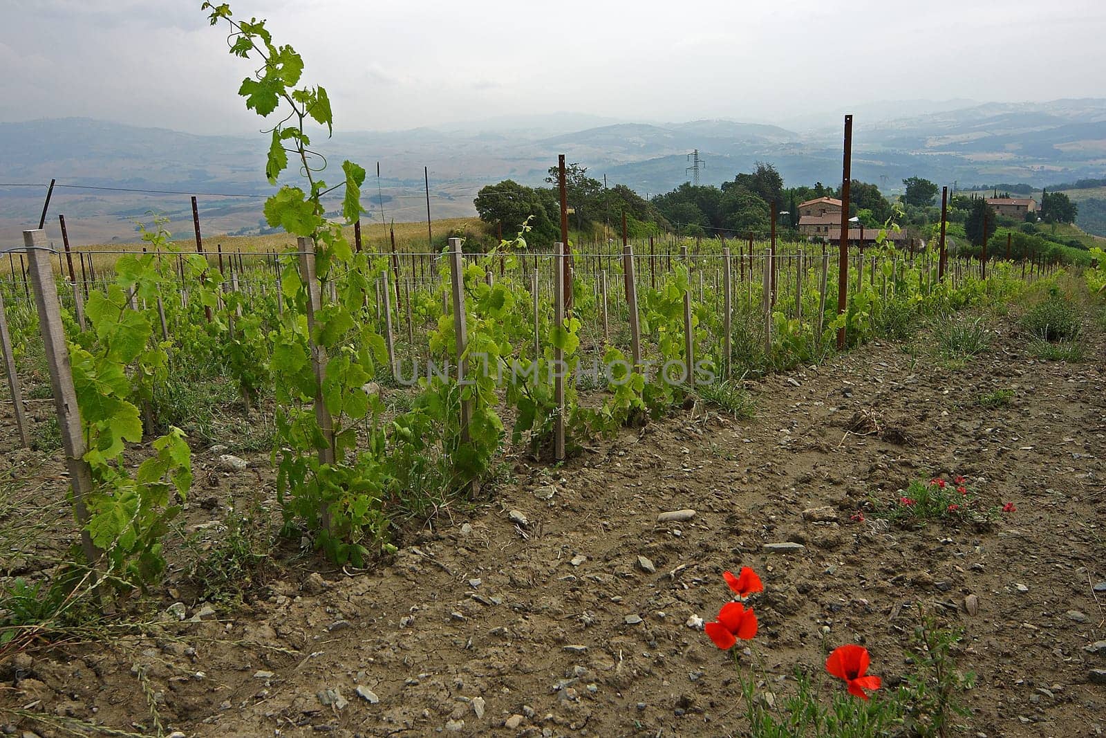 typical Tuscany