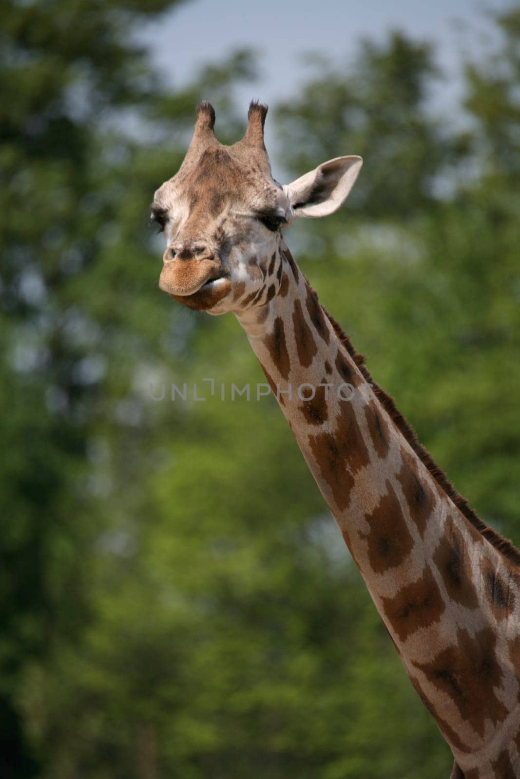 Beautiful long neck