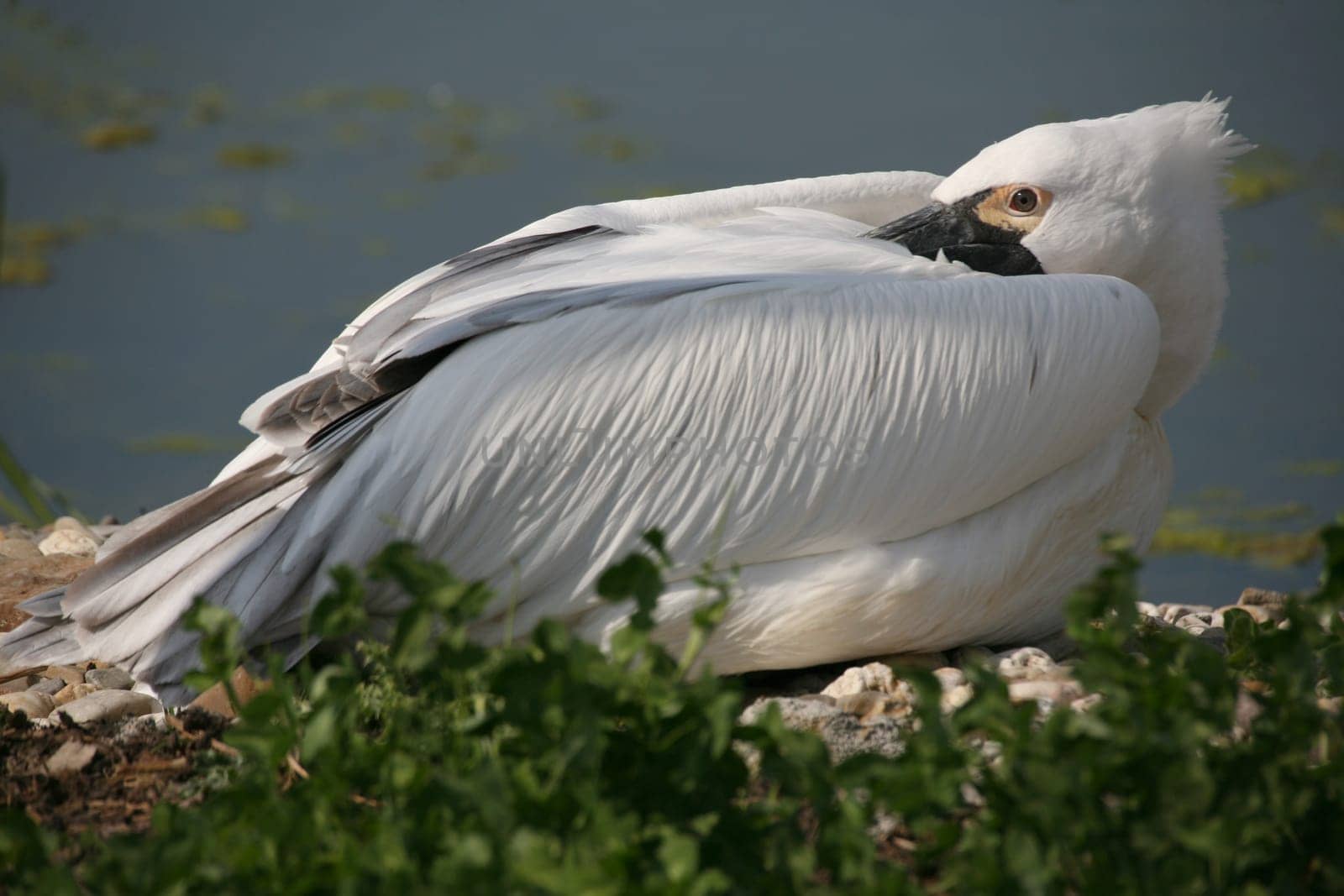 Pelecanus crispus