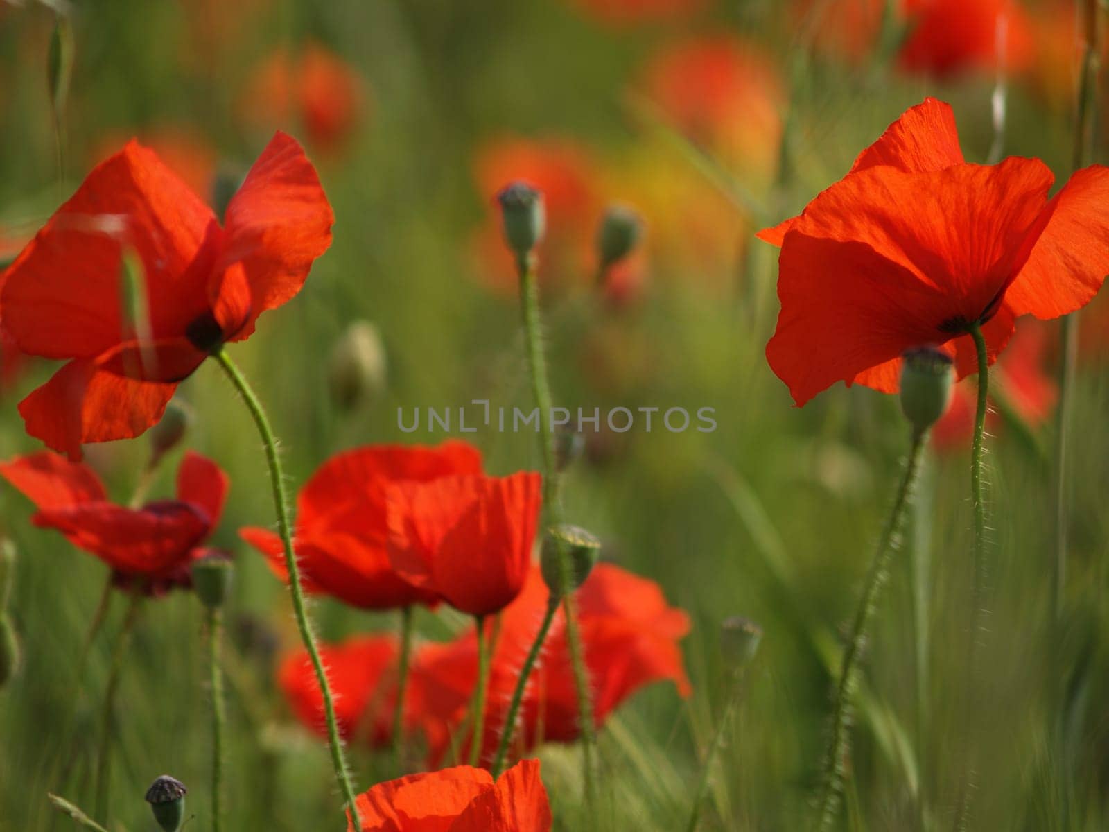 Poppy field