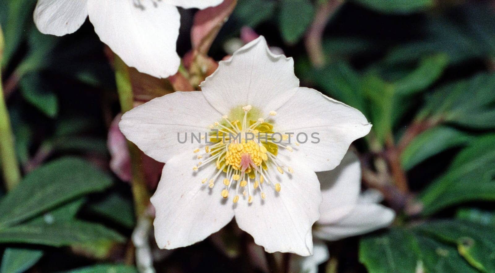 Snow rose in spring