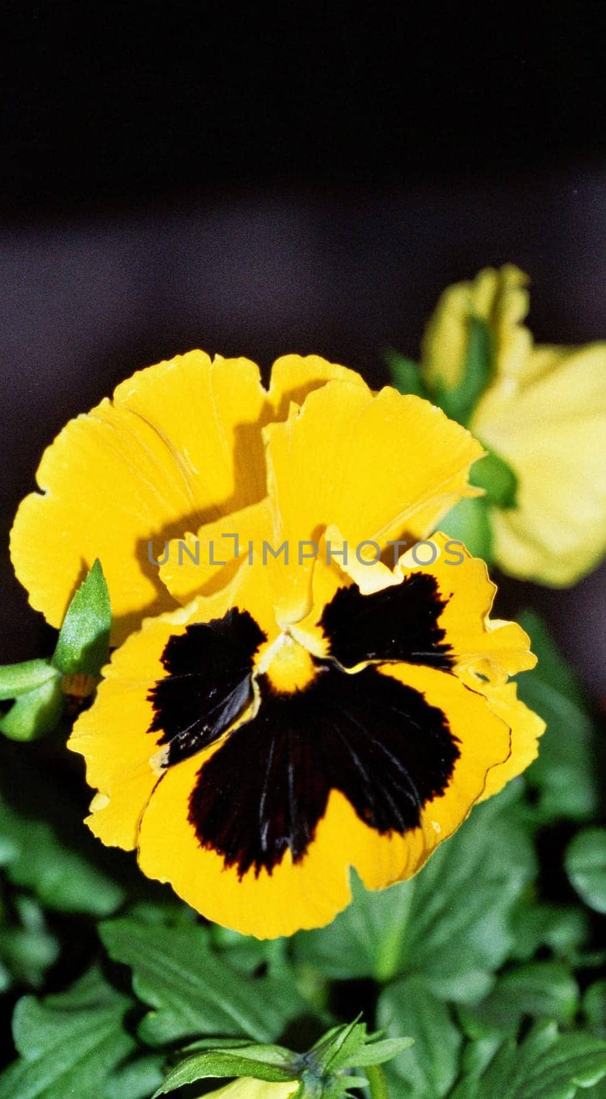 yellow pansy