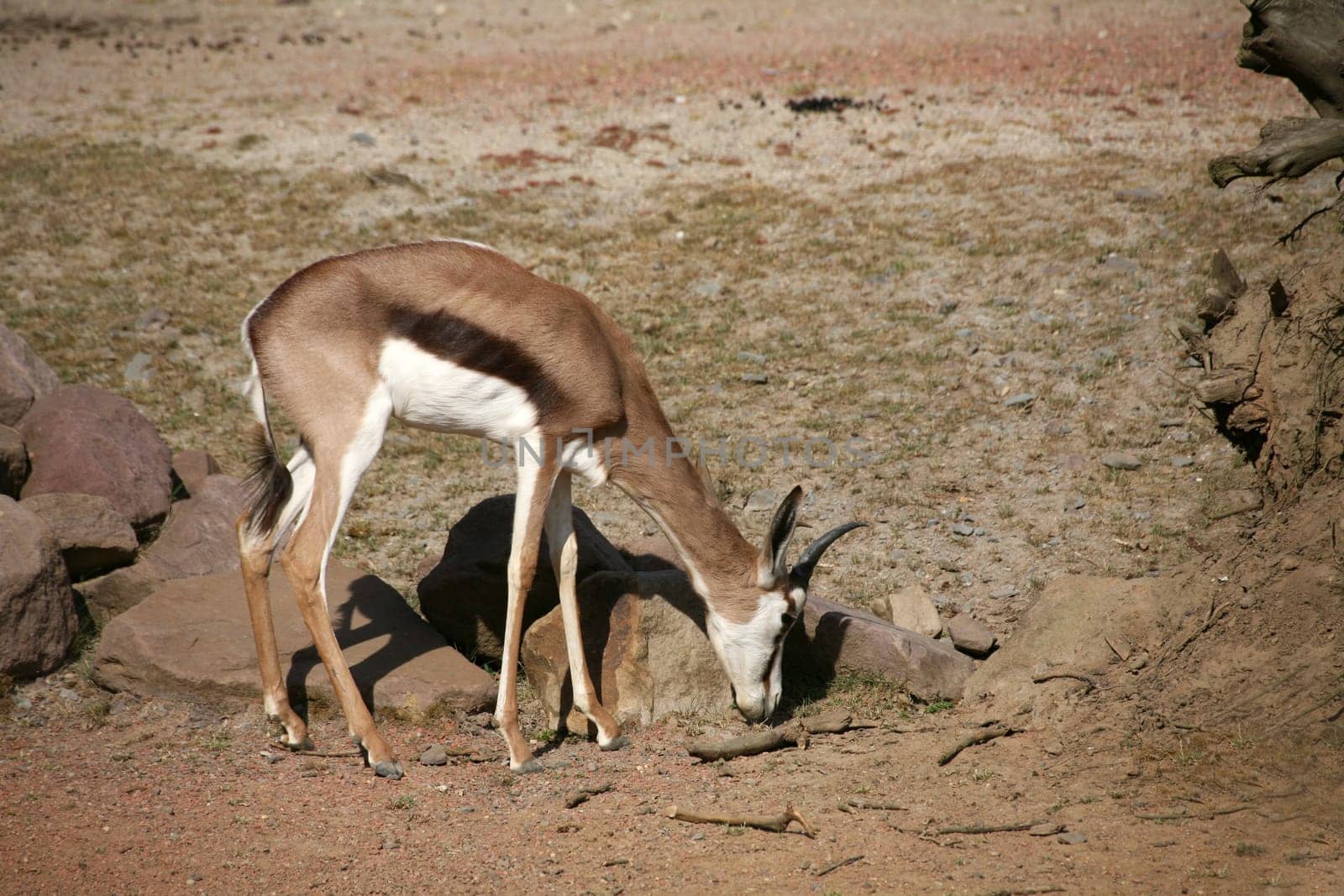 Springbok