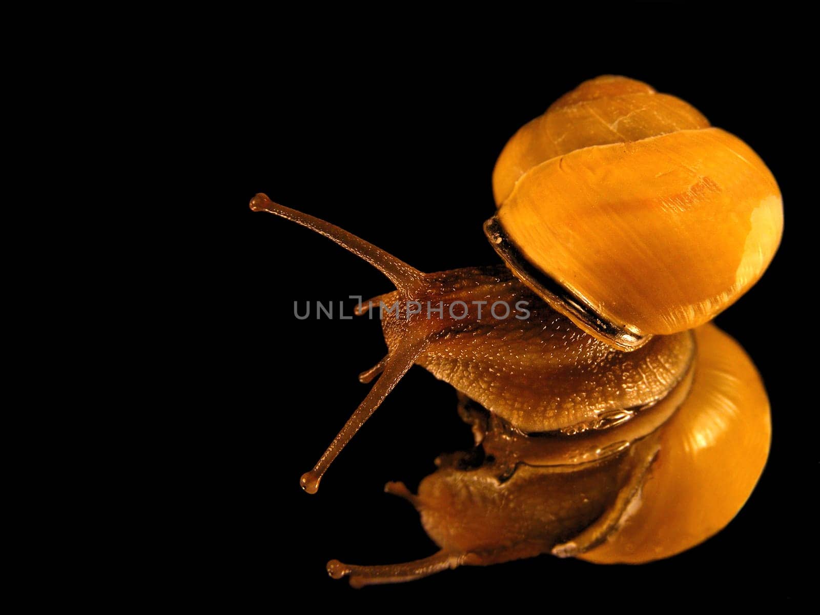 Snail on mirror