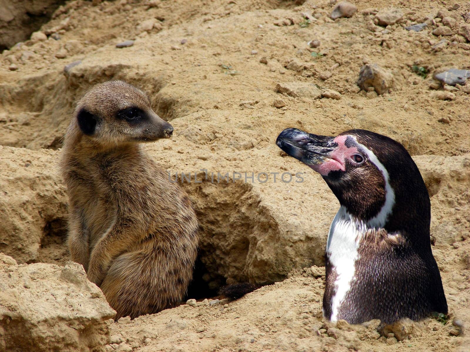 Surprise