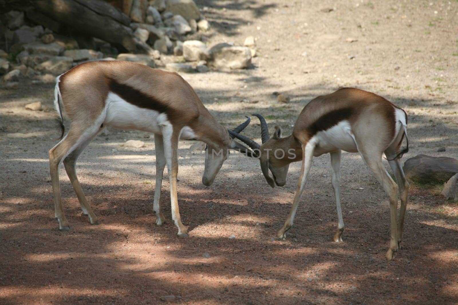 Springbok