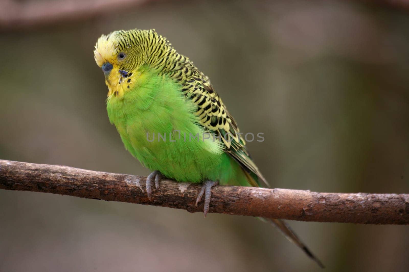 Melopsittacus undulatus