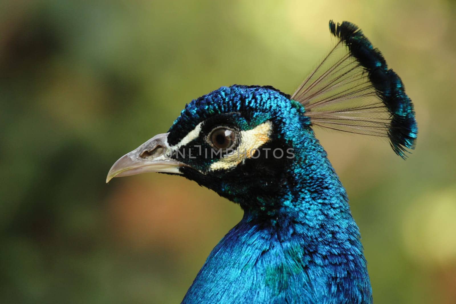 Peacock portrait