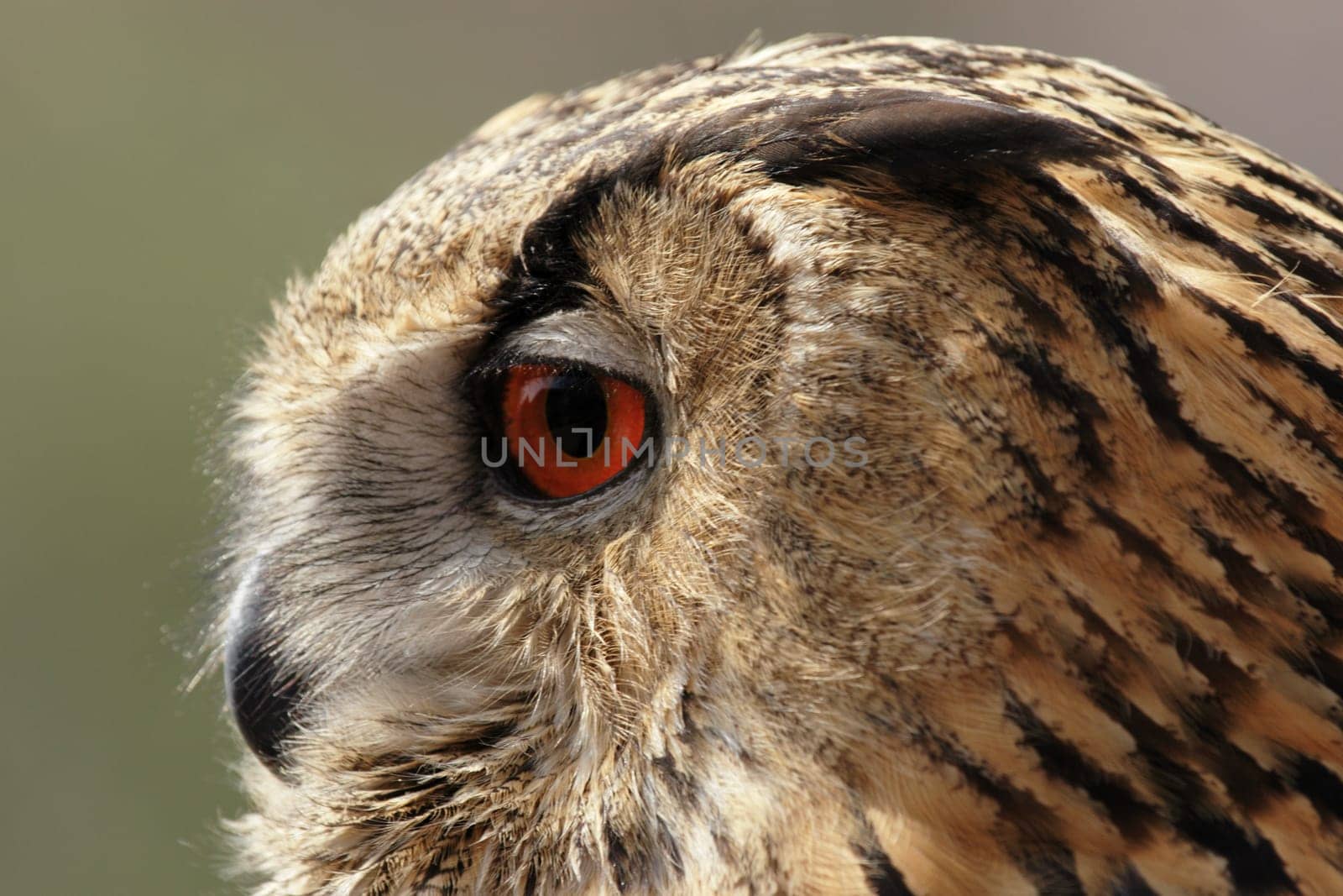 Eagle owl