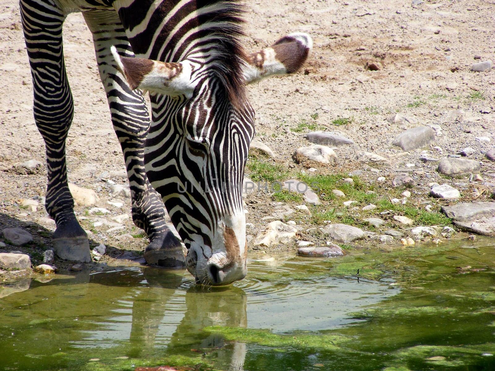 Drinking zebra