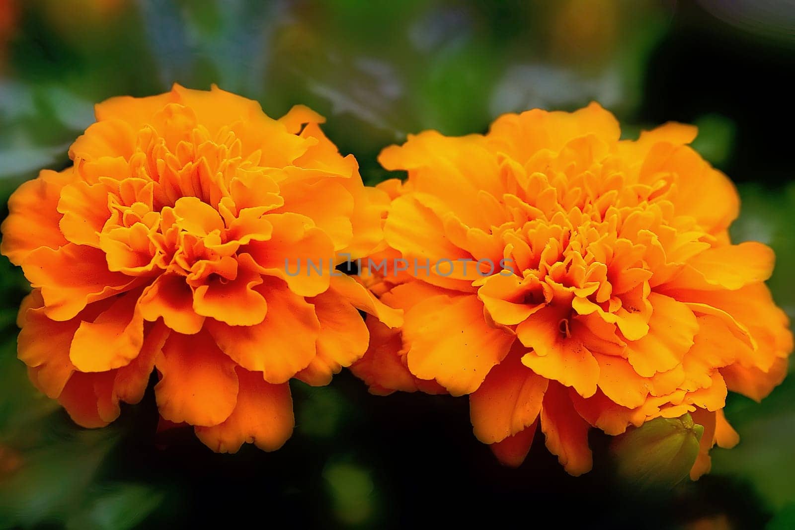 Tagetes