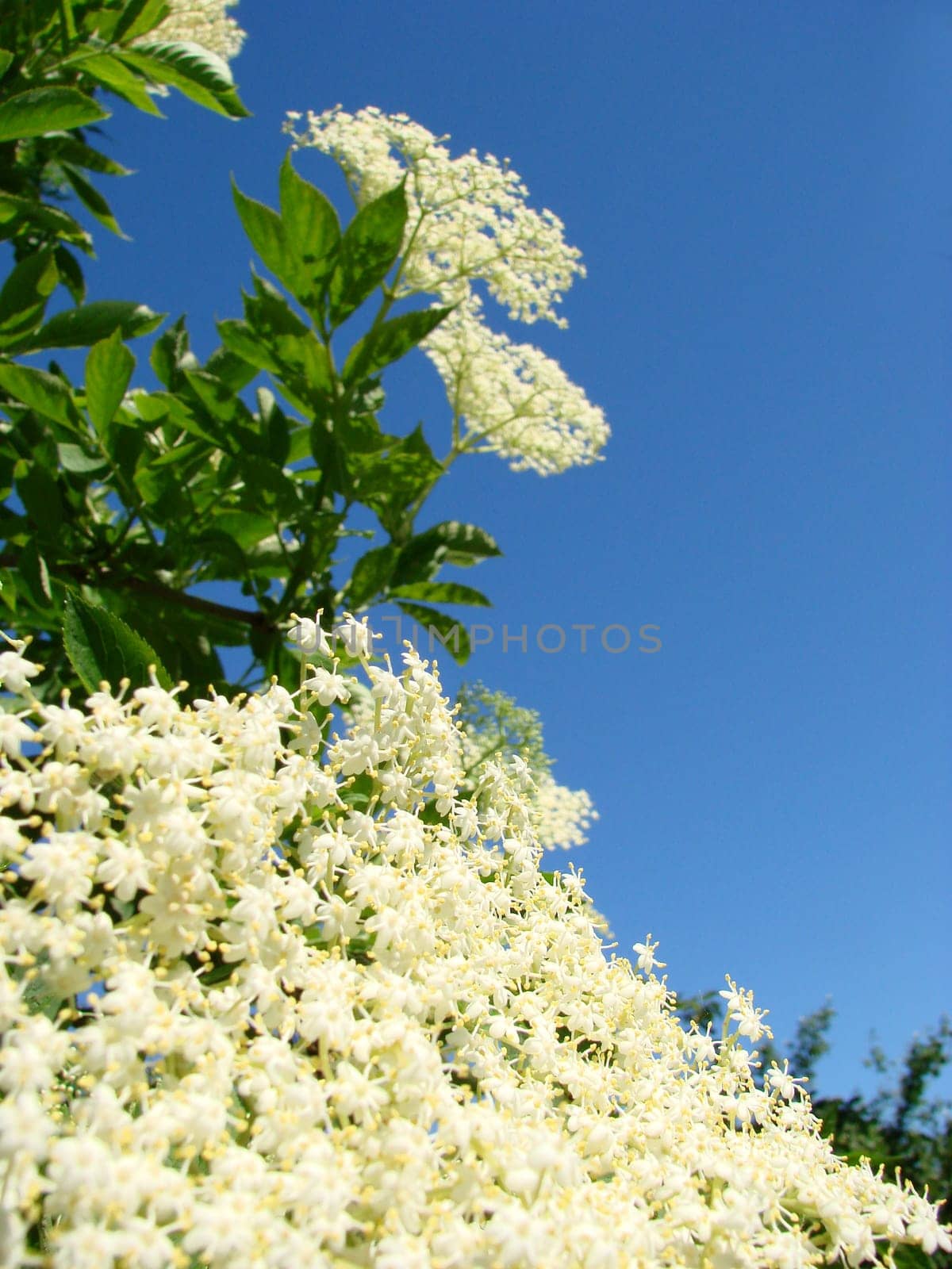 Elderberry flowers