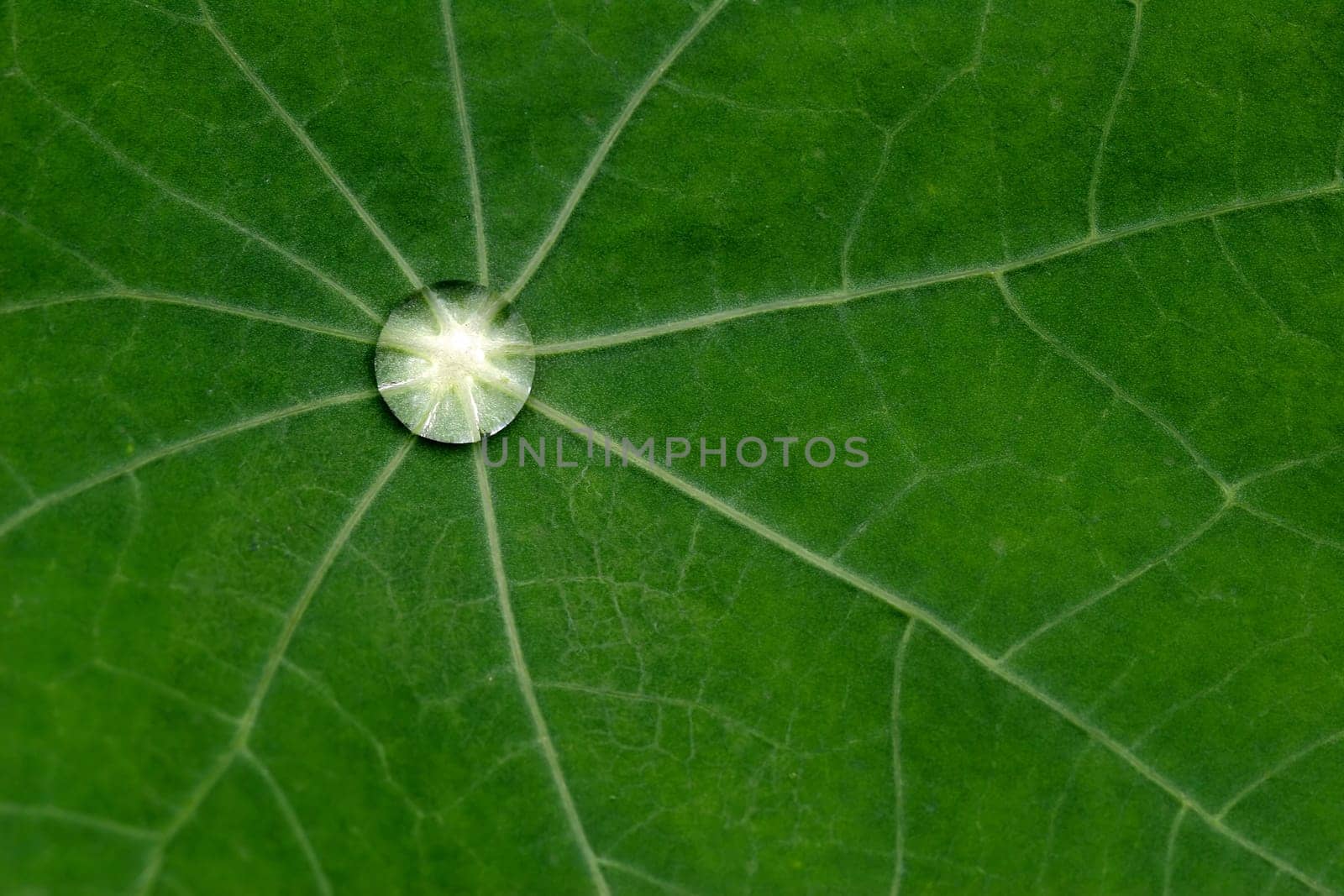 Lotus Blossom Effect