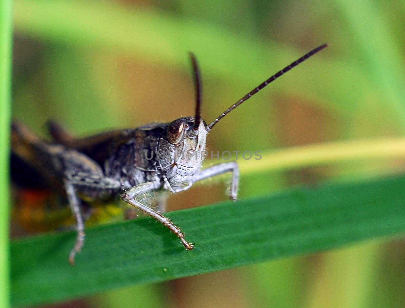 Grasshopper