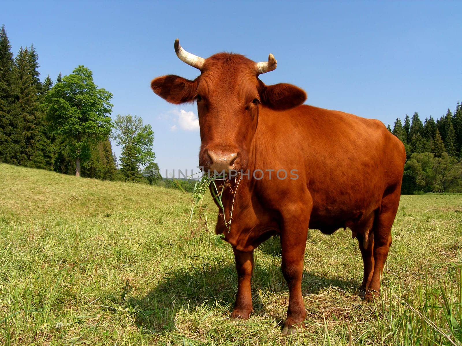 In the High Harz you can still see the rare,endangered breed of domestic animal - Red Mountain Cattle - " Harzer Schlag "". Fortunately,there are still farmers who breed this species in the Harz Mountains and Bavaria."
