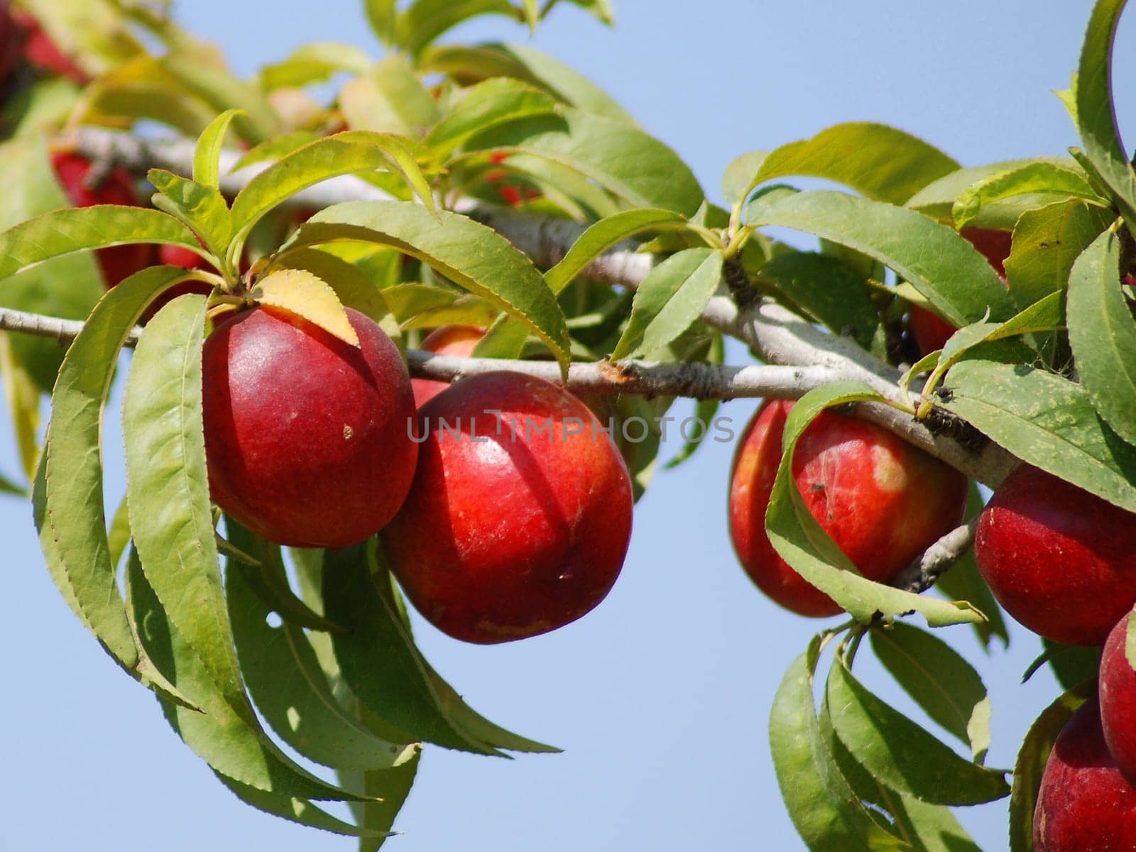 Nectarines