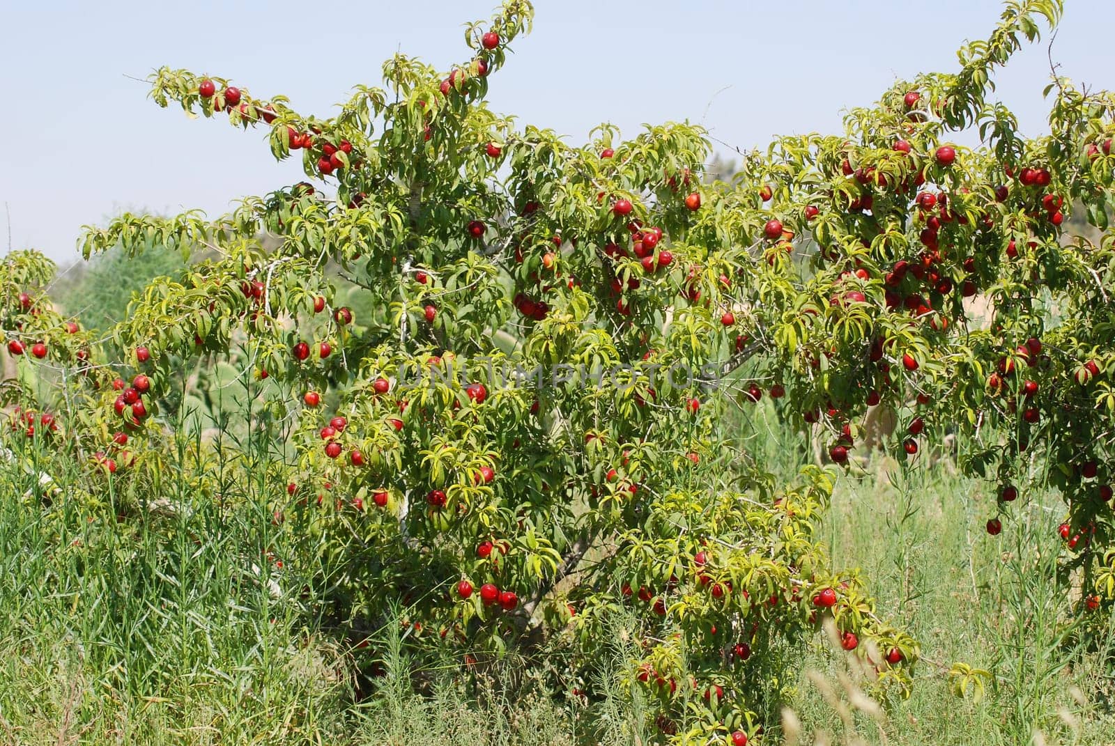 Nectarine tree
