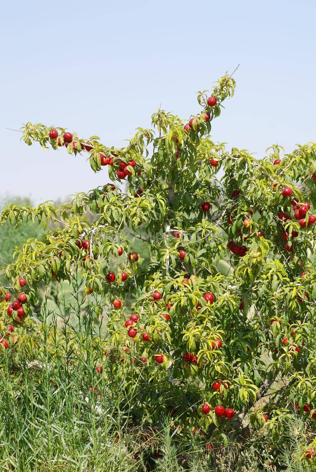 Nectarine tree