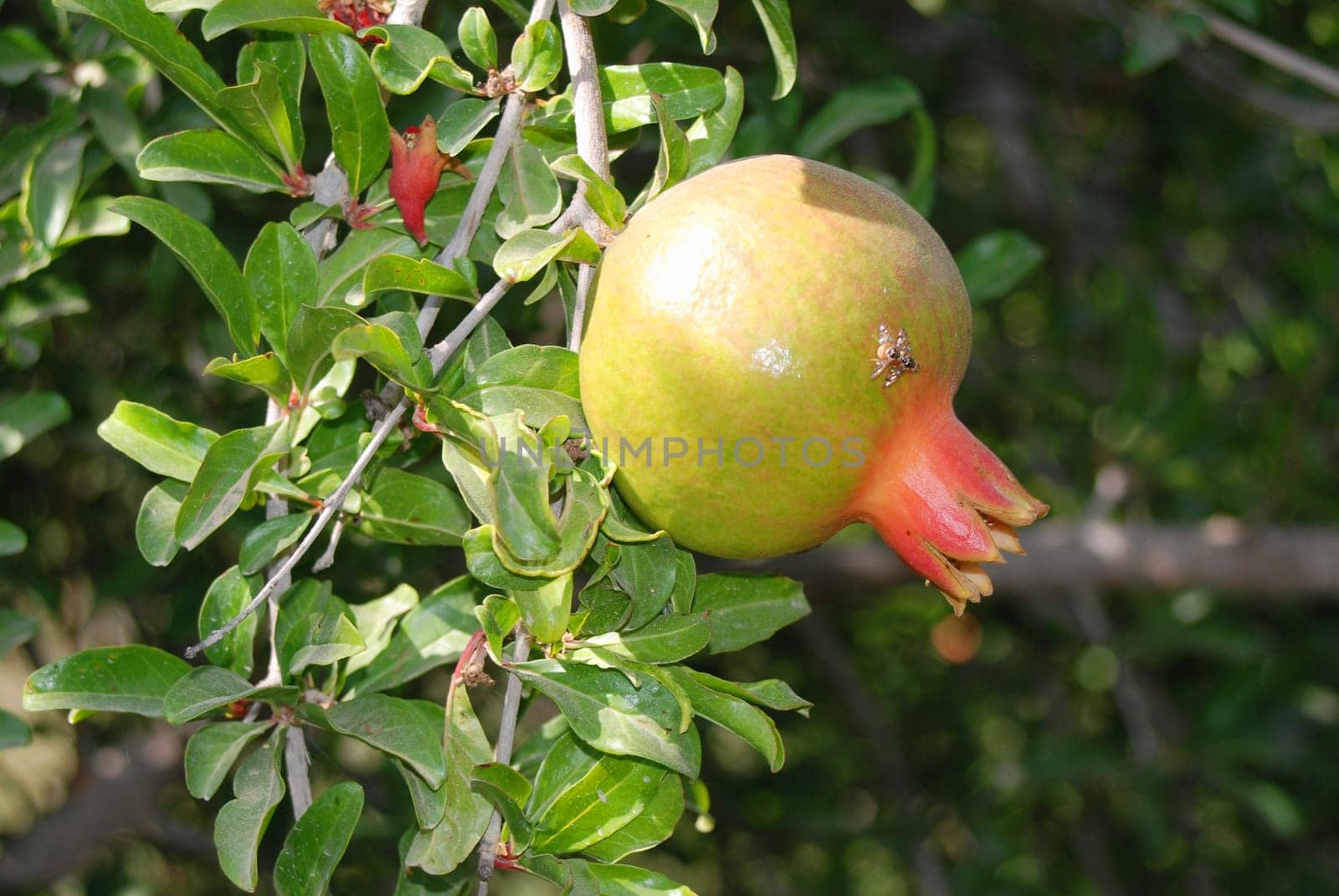 Pomegranate