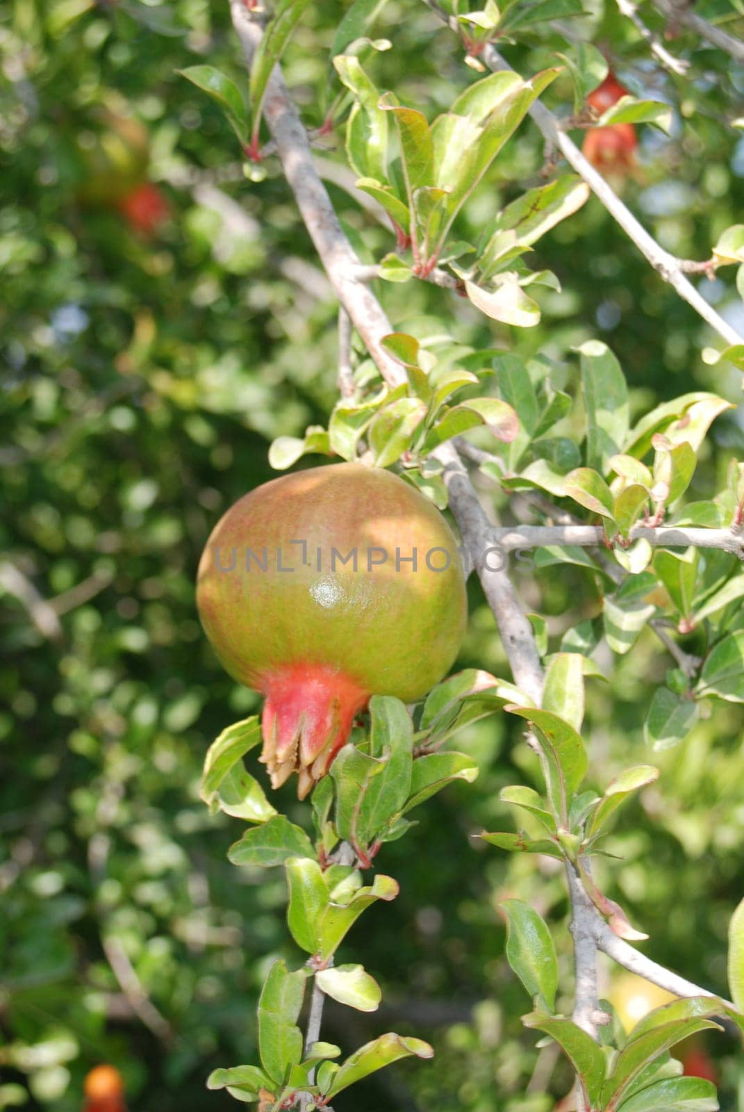 Pomegranate