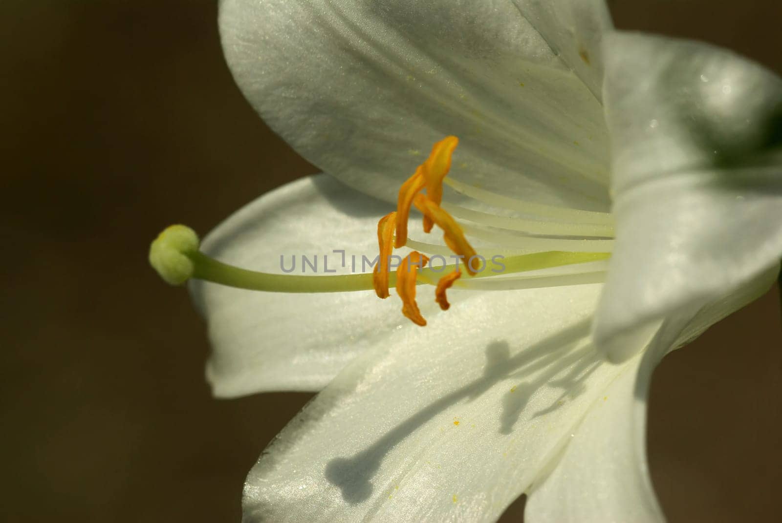 MADONNA LILY