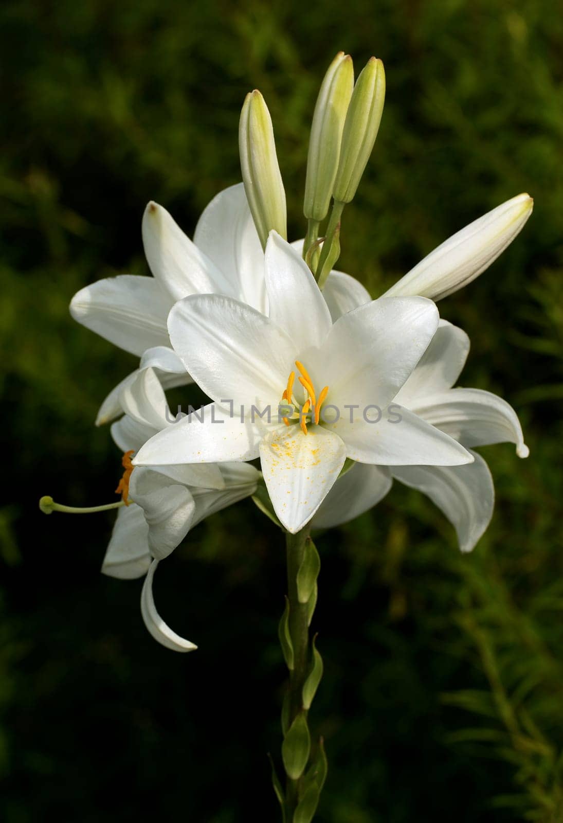 MADONNA LILY