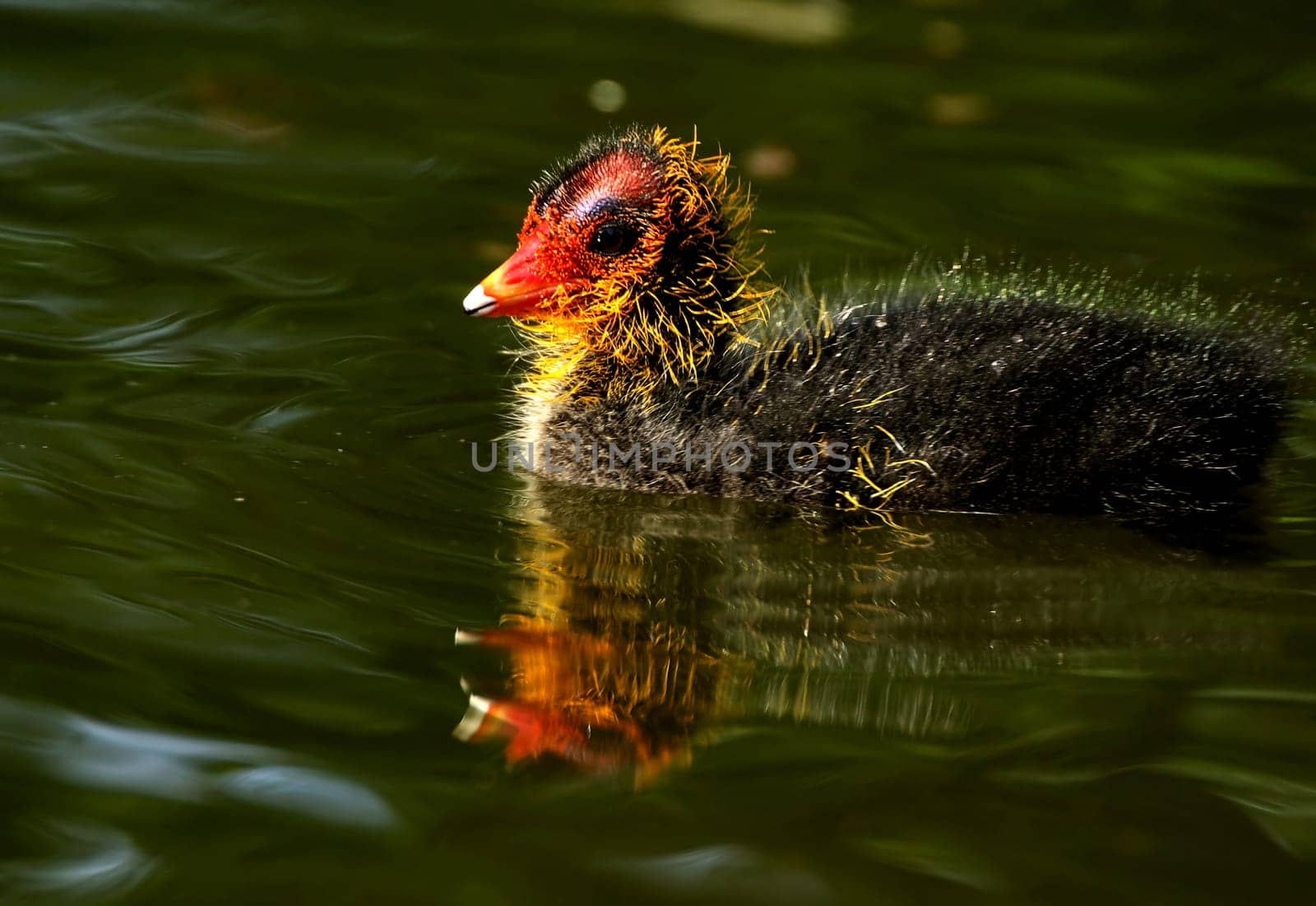 Coot baby