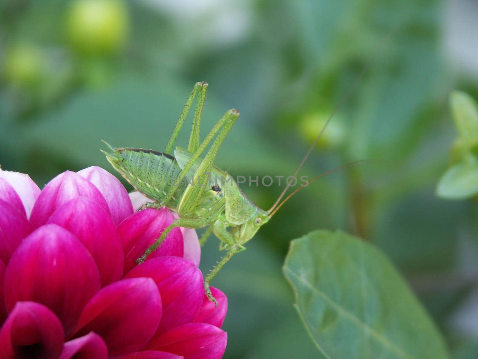 Visitors in the garden 5