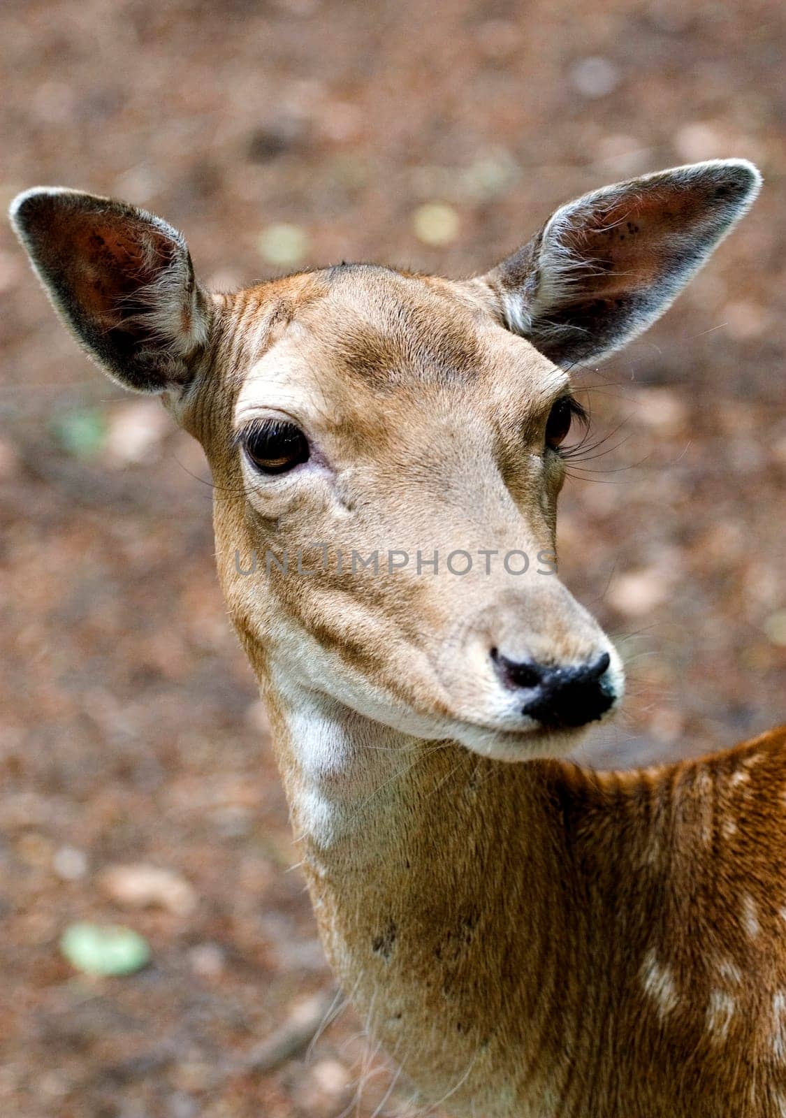 Fallow deer portrait