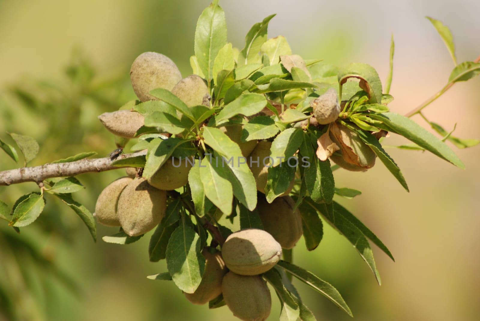 Almond