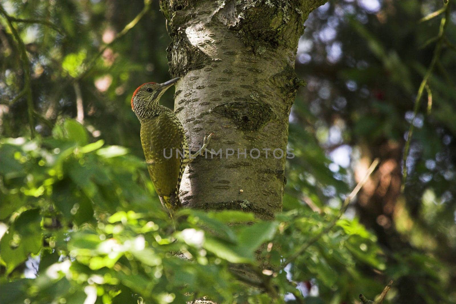 Green woodpecker